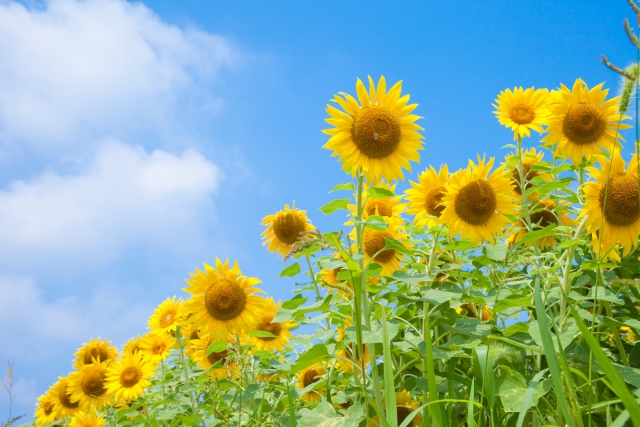 8月の日本で注意すべき大使館住宅のカビ対策