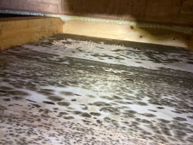 台風後はカビに要注意！雨漏り・浸水後にすぐやるべきカビ対策を徹底解説