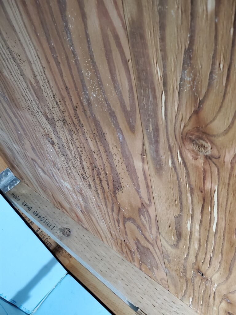 大阪のカビ取り業者はカビバスターズ大阪