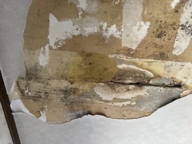 Eliminate Mold and Condensation with Double Sash Windows: Causes and Complete Prevention Guide